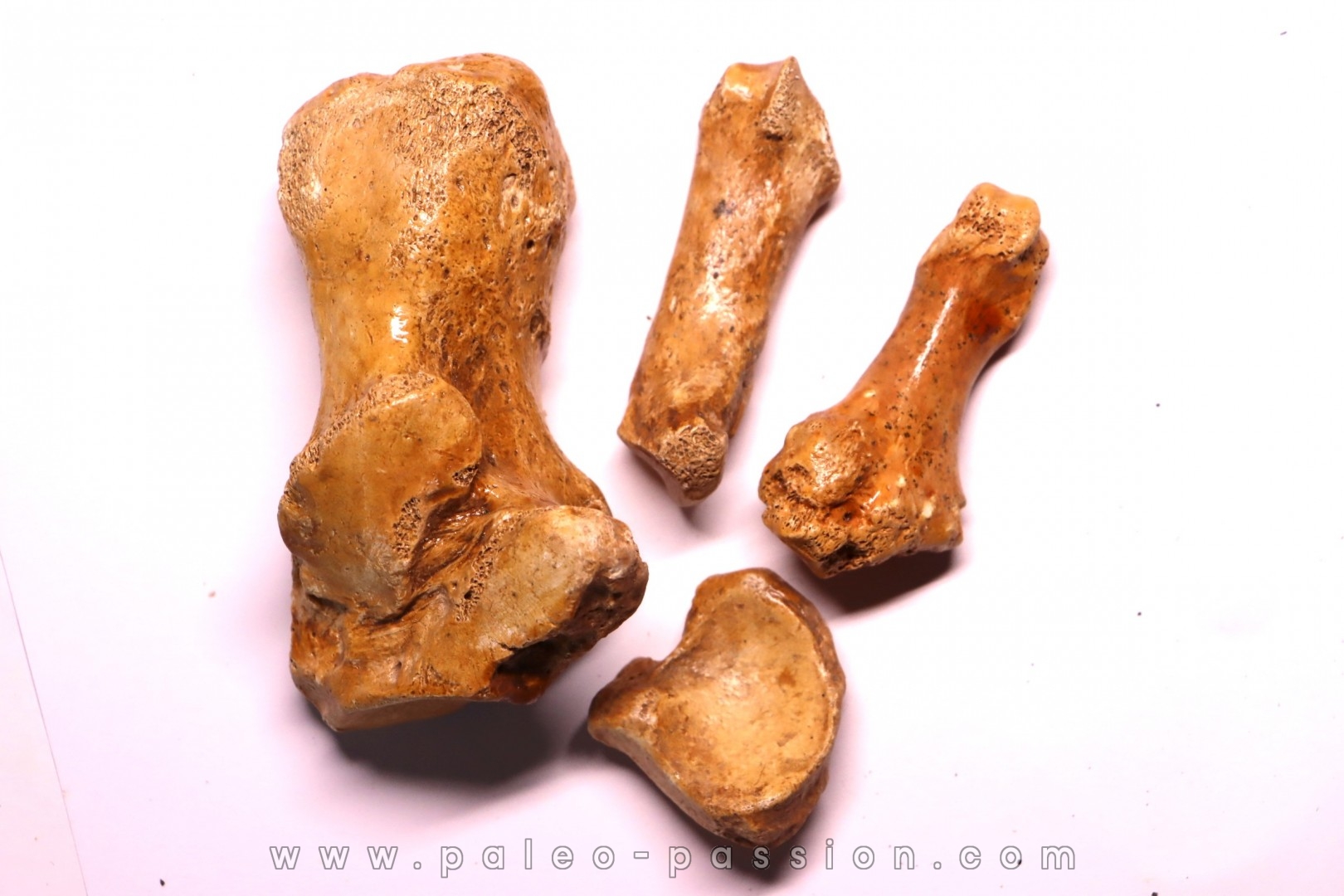 CAVERN BEAR BONES - Ursus spelaeus - Pléistocène from Europe.