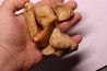 CAVERN BEAR BONES - Ursus spelaeus - Pléistocène from Europe.