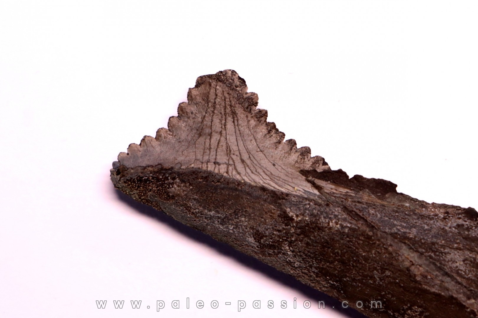 Dent de requin : EDESTUS HEINRICHI - Pennsylvannien - Sparta, Illinois - USA
