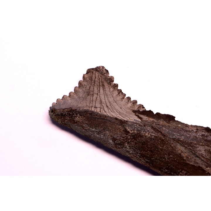 shark teeth: EDESTUS HEINRICHI - Pennsylvannian - Sparta, Illinois - USA