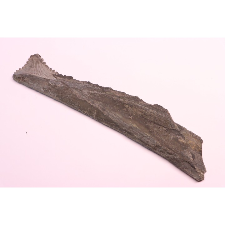 shark teeth: EDESTUS HEINRICHI - Pennsylvannian - Sparta, Illinois - USA