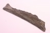 shark teeth: EDESTUS HEINRICHI - Pennsylvannian - Sparta, Illinois - USA