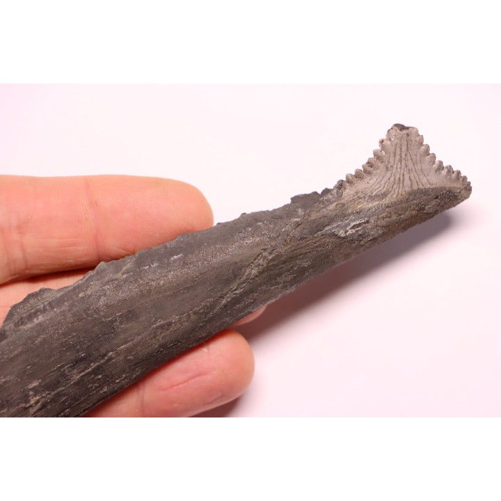 Dent de requin : EDESTUS HEINRICHI - Pennsylvannien - Sparta, Illinois - USA