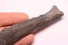 shark teeth: EDESTUS HEINRICHI - Pennsylvannian - Sparta, Illinois - USA