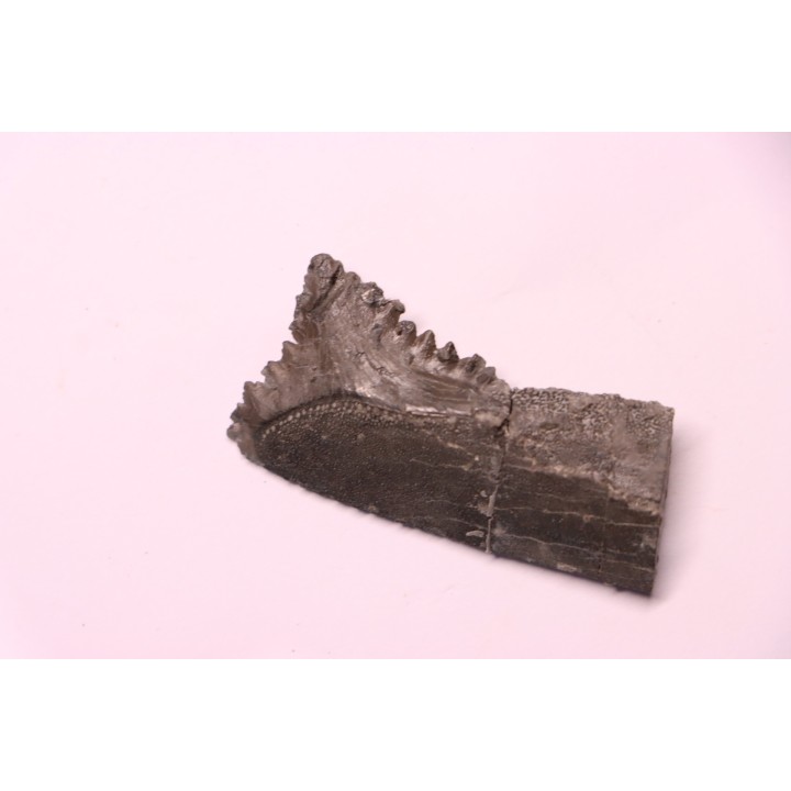 shark teeth: EDESTUS HEINRICHI - Pennsylvannian - Sparta, Illinois - USA