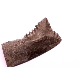 shark teeth: EDESTUS HEINRICHI - Pennsylvannian - Sparta, Illinois - USA