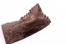 Dent de requin : EDESTUS HEINRICHI - Pennsylvannien - Sparta, Illinois - USA