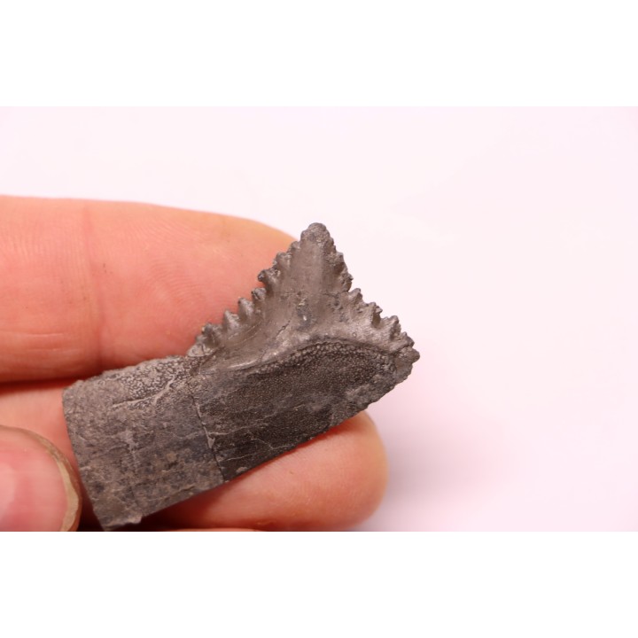 shark teeth: EDESTUS HEINRICHI - Pennsylvannian - Sparta, Illinois - USA