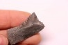 shark teeth: EDESTUS HEINRICHI - Pennsylvannian - Sparta, Illinois - USA