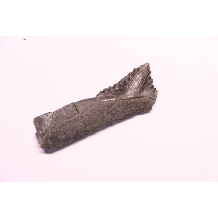 Dent de requin : EDESTUS HEINRICHI - Pennsylvannien - Sparta, Illinois - USA