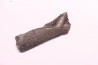 shark teeth: EDESTUS HEINRICHI - Pennsylvannian - Sparta, Illinois - USA