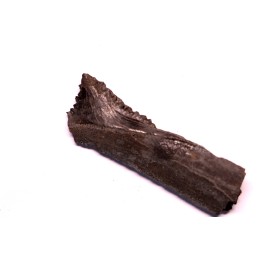 Dent de requin : EDESTUS HEINRICHI - Pennsylvannien - Sparta, Illinois - USA