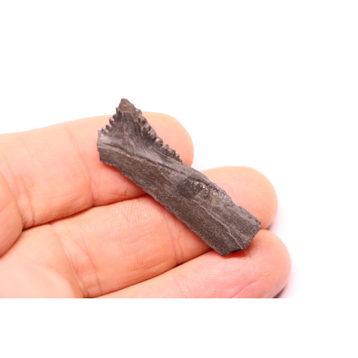 shark teeth: EDESTUS HEINRICHI - Pennsylvannian - Sparta, Illinois - USA