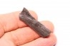 shark teeth: EDESTUS HEINRICHI - Pennsylvannian - Sparta, Illinois - USA