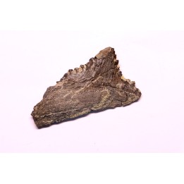 Dent de requin : EDESTUS HEINRICHI - Pennsylvannien - Sparta, Illinois - USA