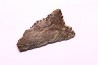 Dent de requin : EDESTUS HEINRICHI - Pennsylvannien - Sparta, Illinois - USA