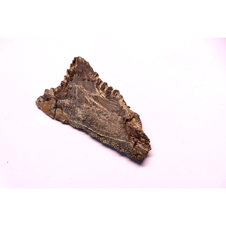 Dent de requin : EDESTUS HEINRICHI - Pennsylvannien - Sparta, Illinois - USA