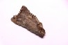 Dent de requin : EDESTUS HEINRICHI - Pennsylvannien - Sparta, Illinois - USA