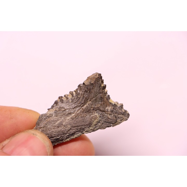 shark teeth: EDESTUS HEINRICHI - Pennsylvannian - Sparta, Illinois - USA