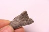 shark teeth: EDESTUS HEINRICHI - Pennsylvannian - Sparta, Illinois - USA