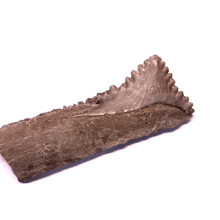 shark teeth: EDESTUS HEINRICHI - Pennsylvannian - Sparta, Illinois - USA