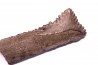 shark teeth: EDESTUS HEINRICHI - Pennsylvannian - Sparta, Illinois - USA