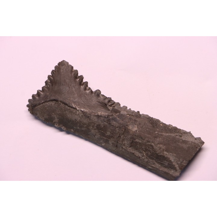 shark teeth: EDESTUS HEINRICHI - Pennsylvannian - Sparta, Illinois - USA