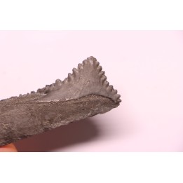 shark teeth: EDESTUS HEINRICHI - Pennsylvannian - Sparta, Illinois - USA