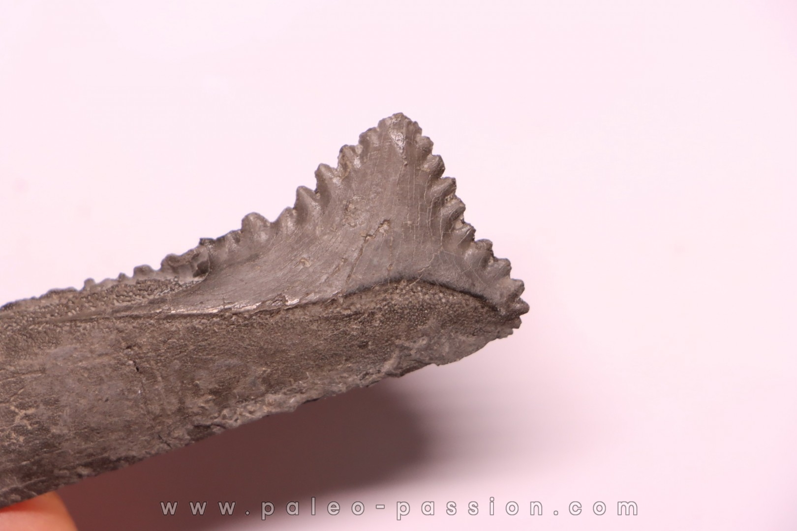 Dent de requin : EDESTUS HEINRICHI - Pennsylvannien - Sparta, Illinois - USA