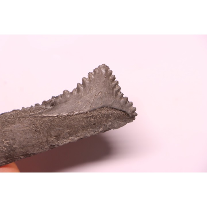 Dent de requin : EDESTUS HEINRICHI - Pennsylvannien - Sparta, Illinois - USA