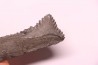 shark teeth: EDESTUS HEINRICHI - Pennsylvannian - Sparta, Illinois - USA