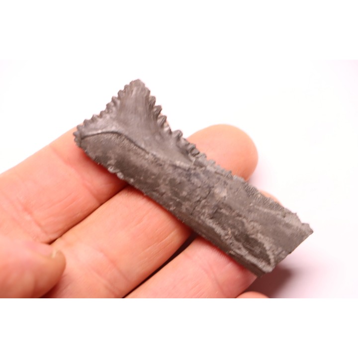 Dent de requin : EDESTUS HEINRICHI - Pennsylvannien - Sparta, Illinois - USA