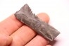 Dent de requin : EDESTUS HEINRICHI - Pennsylvannien - Sparta, Illinois - USA