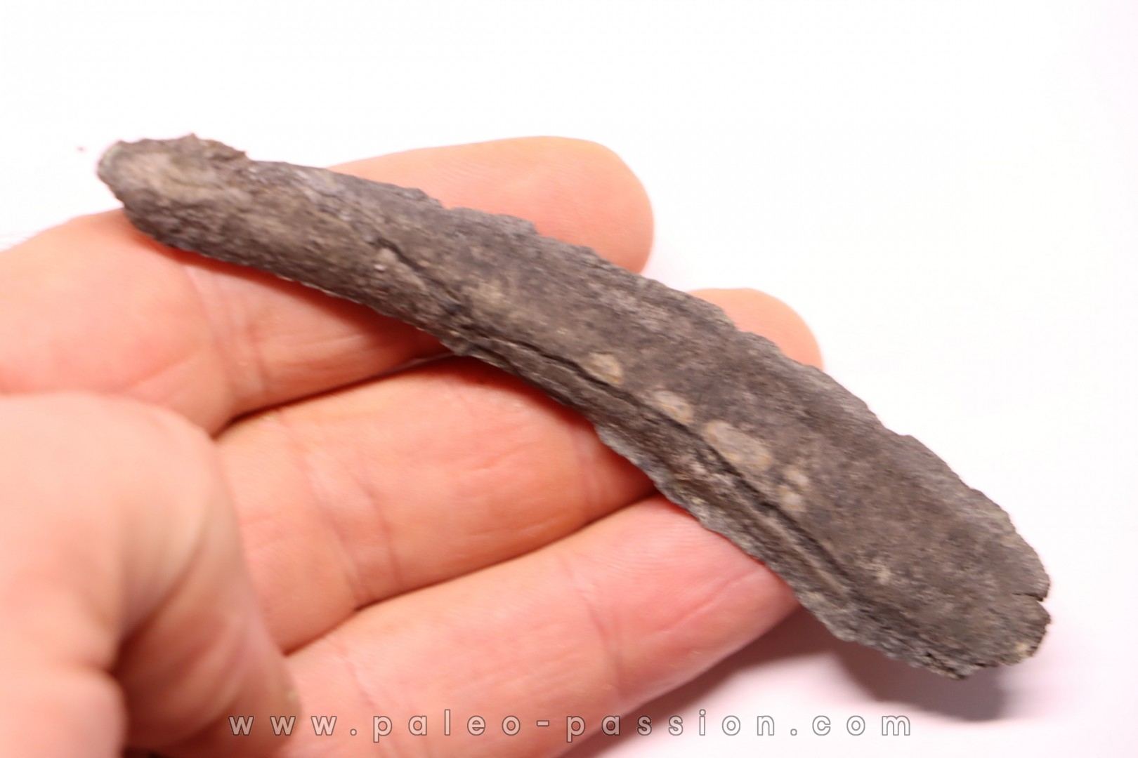 Dent de requin : EDESTUS HEINRICHI - Pennsylvannien - Sparta, Illinois - USA