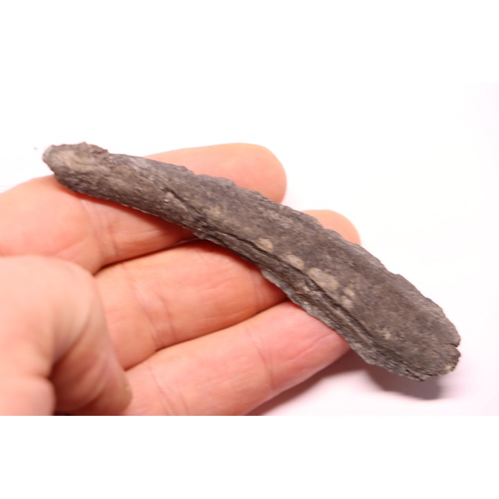 shark teeth: EDESTUS HEINRICHI - Pennsylvannian - Sparta, Illinois - USA