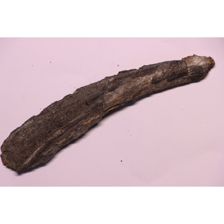 shark teeth: EDESTUS HEINRICHI - Pennsylvannian - Sparta, Illinois - USA
