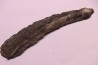 shark teeth: EDESTUS HEINRICHI - Pennsylvannian - Sparta, Illinois - USA