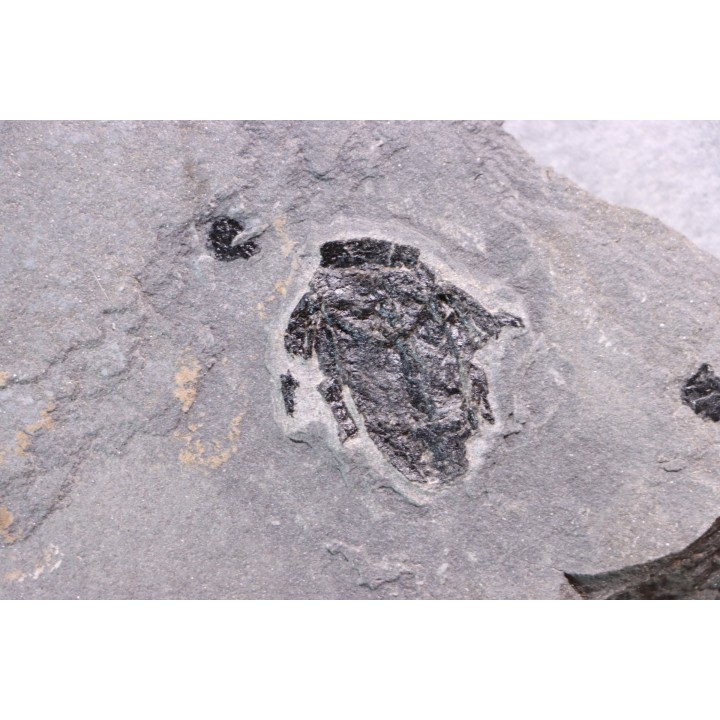 very rare PLACODERME: Microbrachius - Middle Devonian - old red sandstone Fmt - Orkney, Scotland