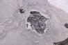 PLACODERME:  Microbrachius - Dévonien moyen -"old red sandstone Fmt"-  Orkney, Scotland