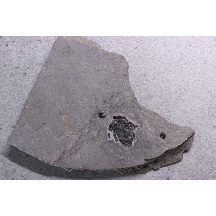 very rare PLACODERME: Microbrachius - Middle Devonian - old red sandstone Fmt - Orkney, Scotland