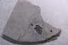 very rare PLACODERME: Microbrachius - Middle Devonian - old red sandstone Fmt - Orkney, Scotland