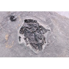 very rare PLACODERME: Microbrachius - Middle Devonian - old red sandstone Fmt - Orkney, Scotland