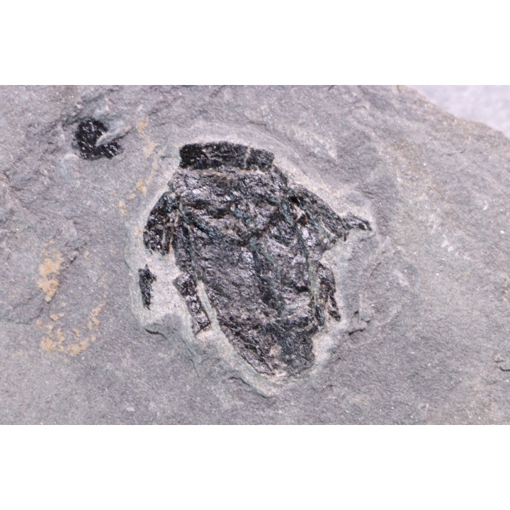 PLACODERME:  Microbrachius - Dévonien moyen -"old red sandstone Fmt"-  Orkney, Scotland