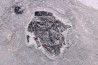 very rare PLACODERME: Microbrachius - Middle Devonian - old red sandstone Fmt - Orkney, Scotland