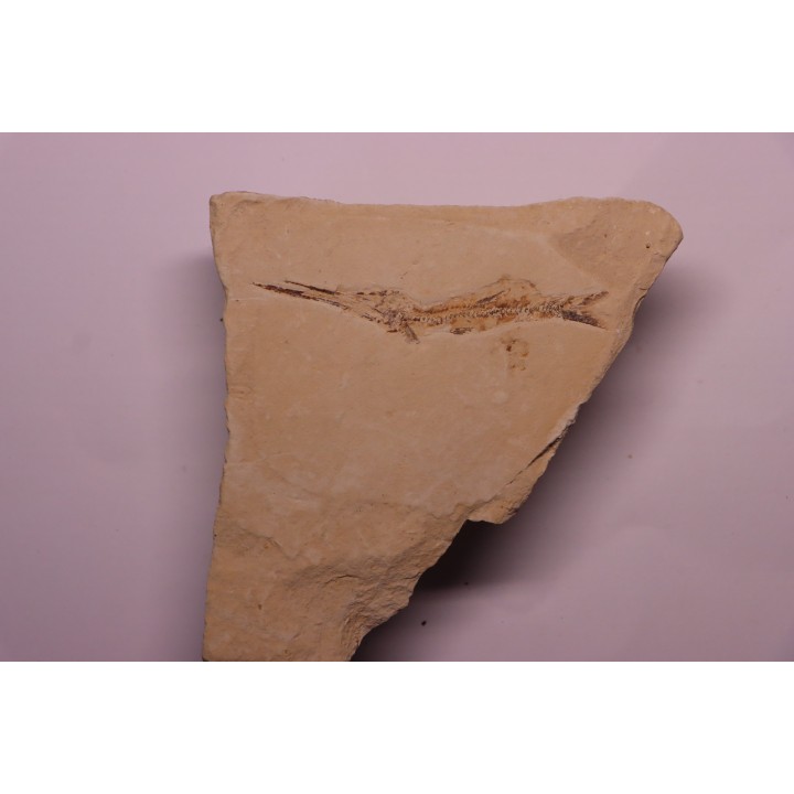 Ichthyotringa damoni - Santonian - Sahel Alma - LIBANON
