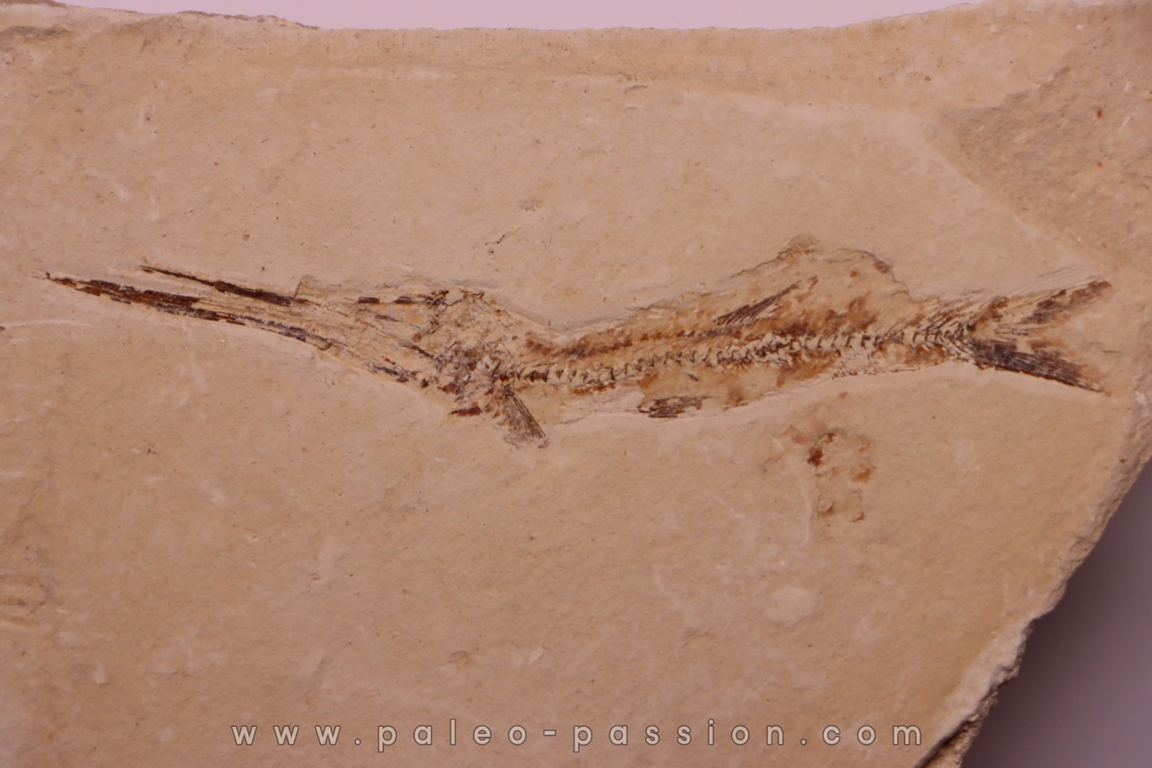 Ichthyotringa damoni - Santonian - Sahel Alma - LIBANON