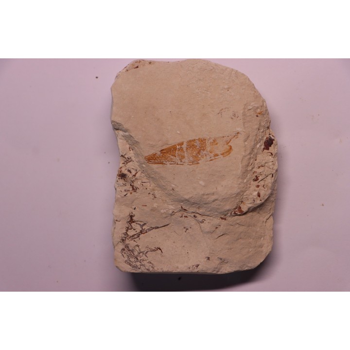 crustacé thylacocéphale: Pseuderichtus cretaceus - Santonien - Sahel Alma - LIBAN