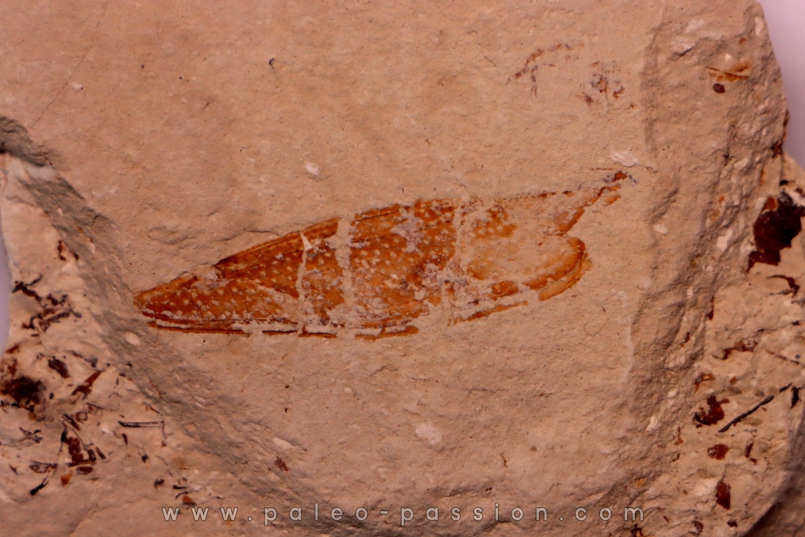 crustacé thylacocéphale: Pseuderichtus cretaceus - Santonien - Sahel Alma - LIBAN