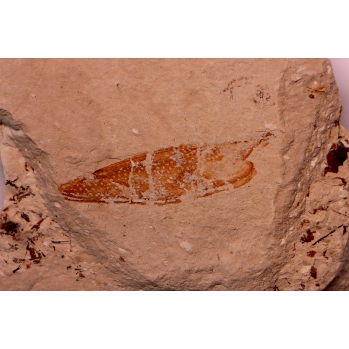 crustacé thylacocéphale: Pseuderichtus cretaceus - Santonien - Sahel Alma - LIBAN