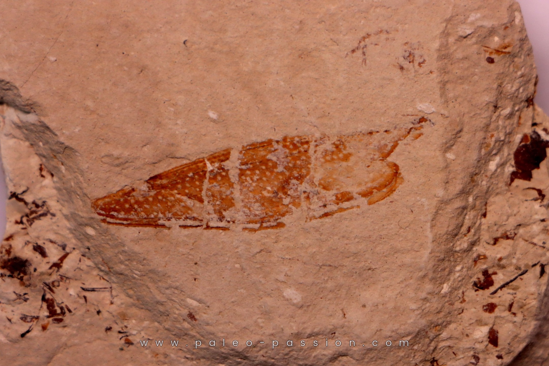 crustacé thylacocéphale: Pseuderichtus cretaceus - Santonien - Sahel ...